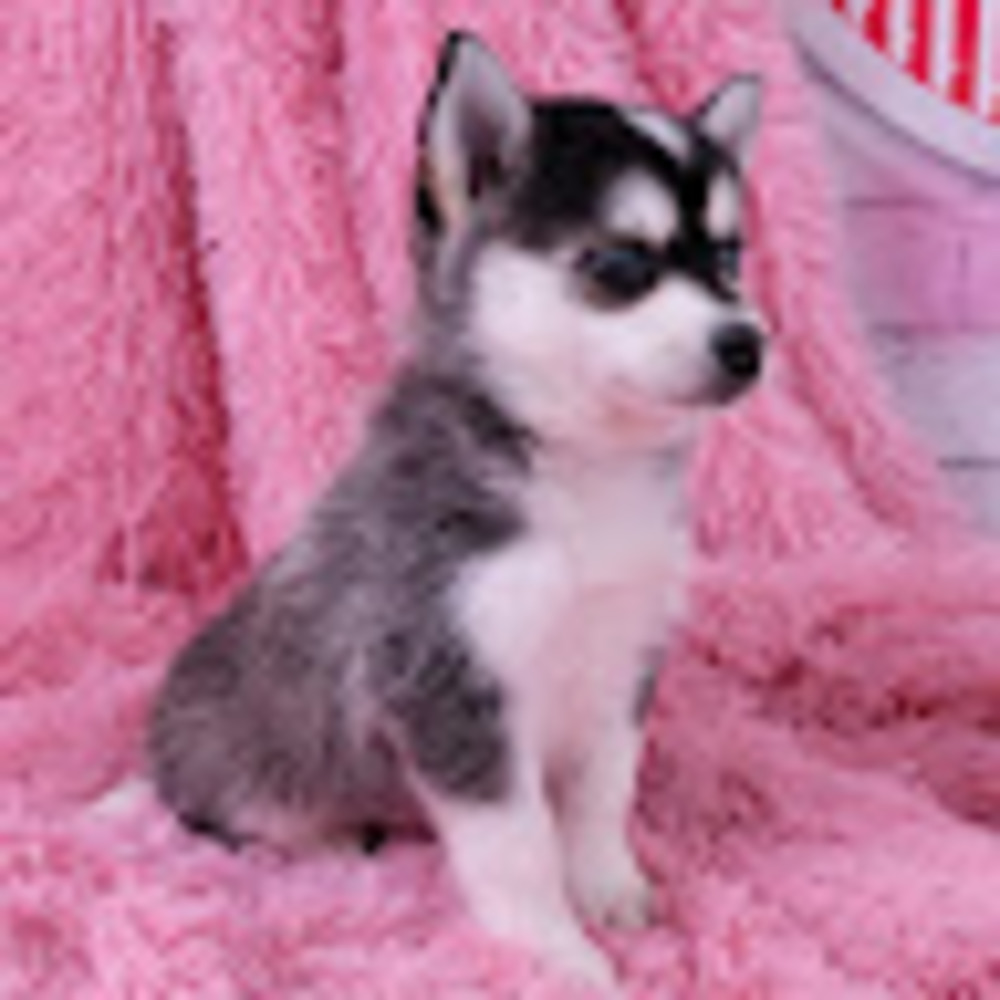 Meet your Posher, Stella